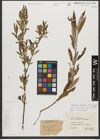 Foto von Salix triandra subsp. triandra L.